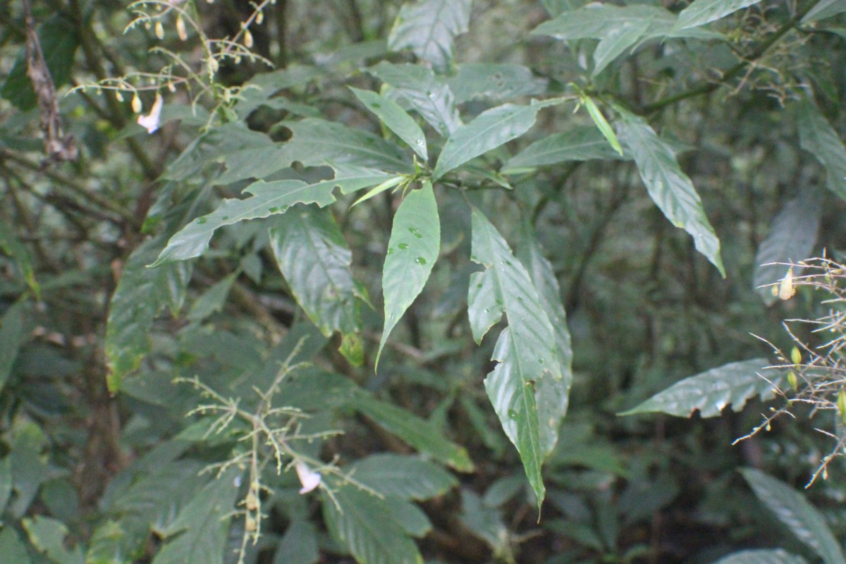 Strobilanthes habracanthoides J.R.I.Wood